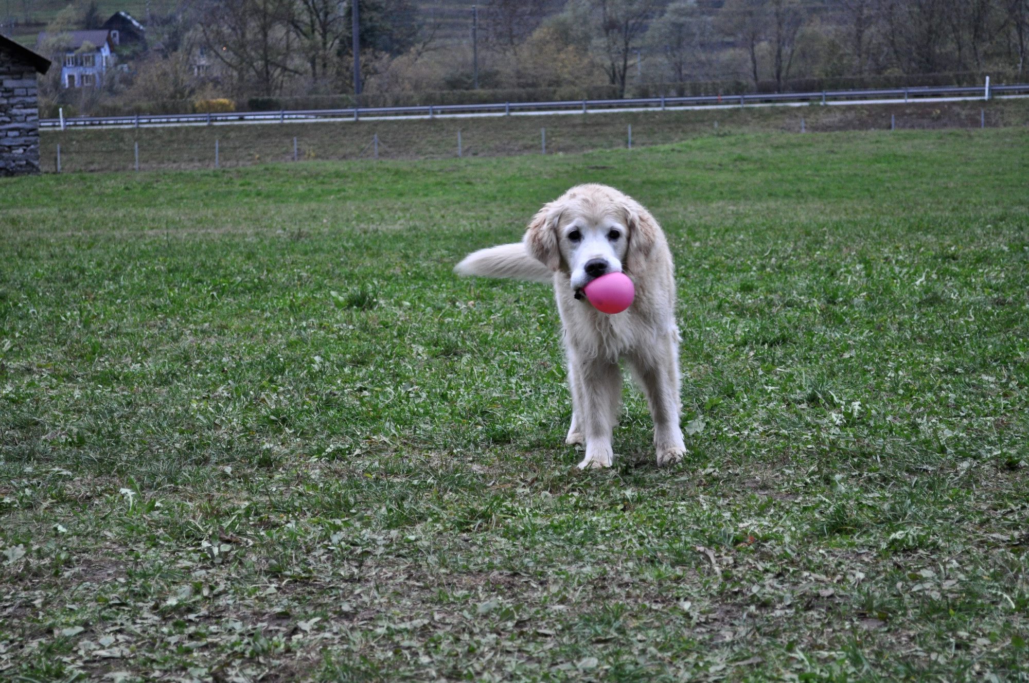 2001festaaleggia5377jpg 35739823660 o