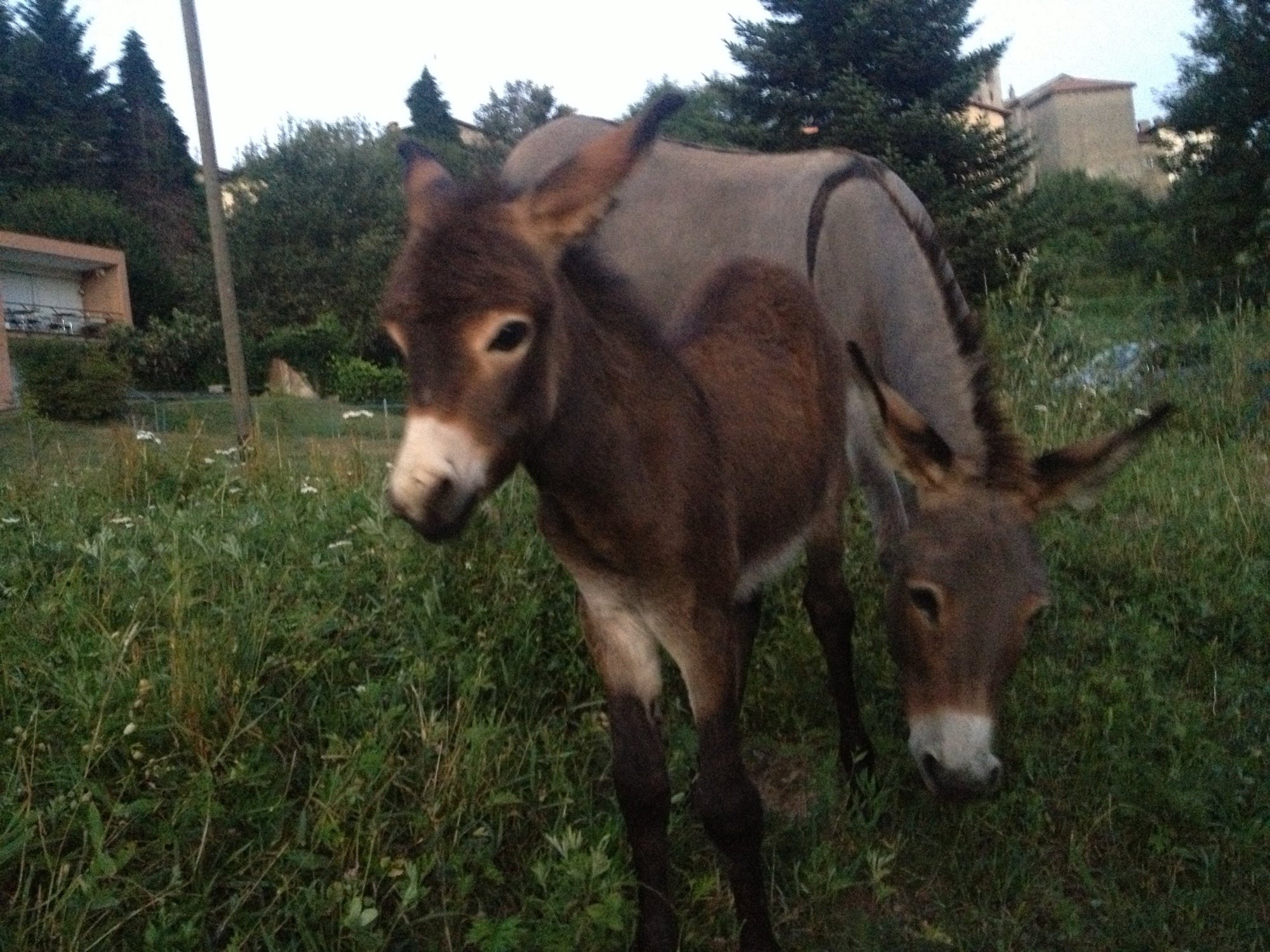 2013primoagostoallema221jpg 35990846902 o