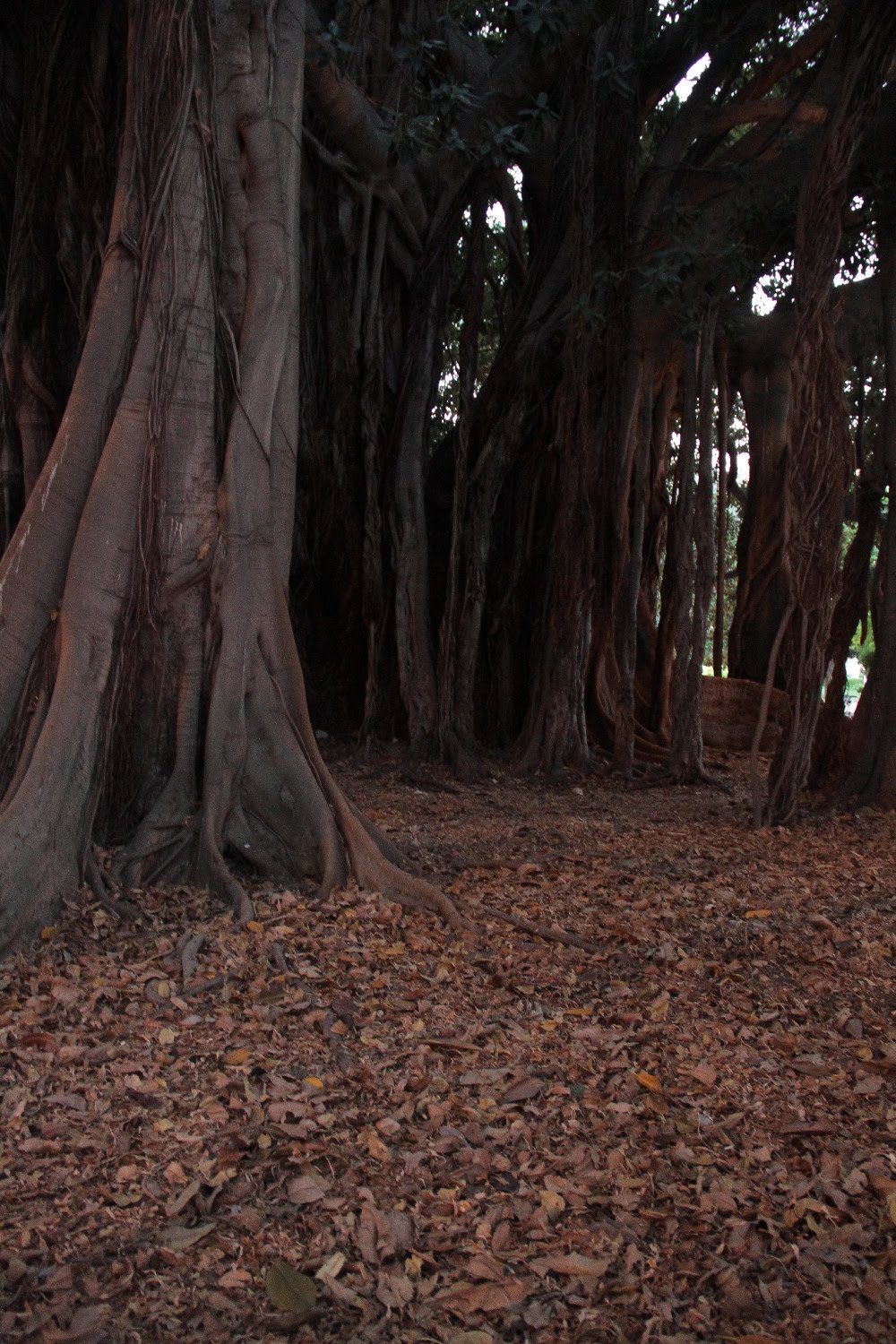 2014sicilia6161jpg 35990282182 o