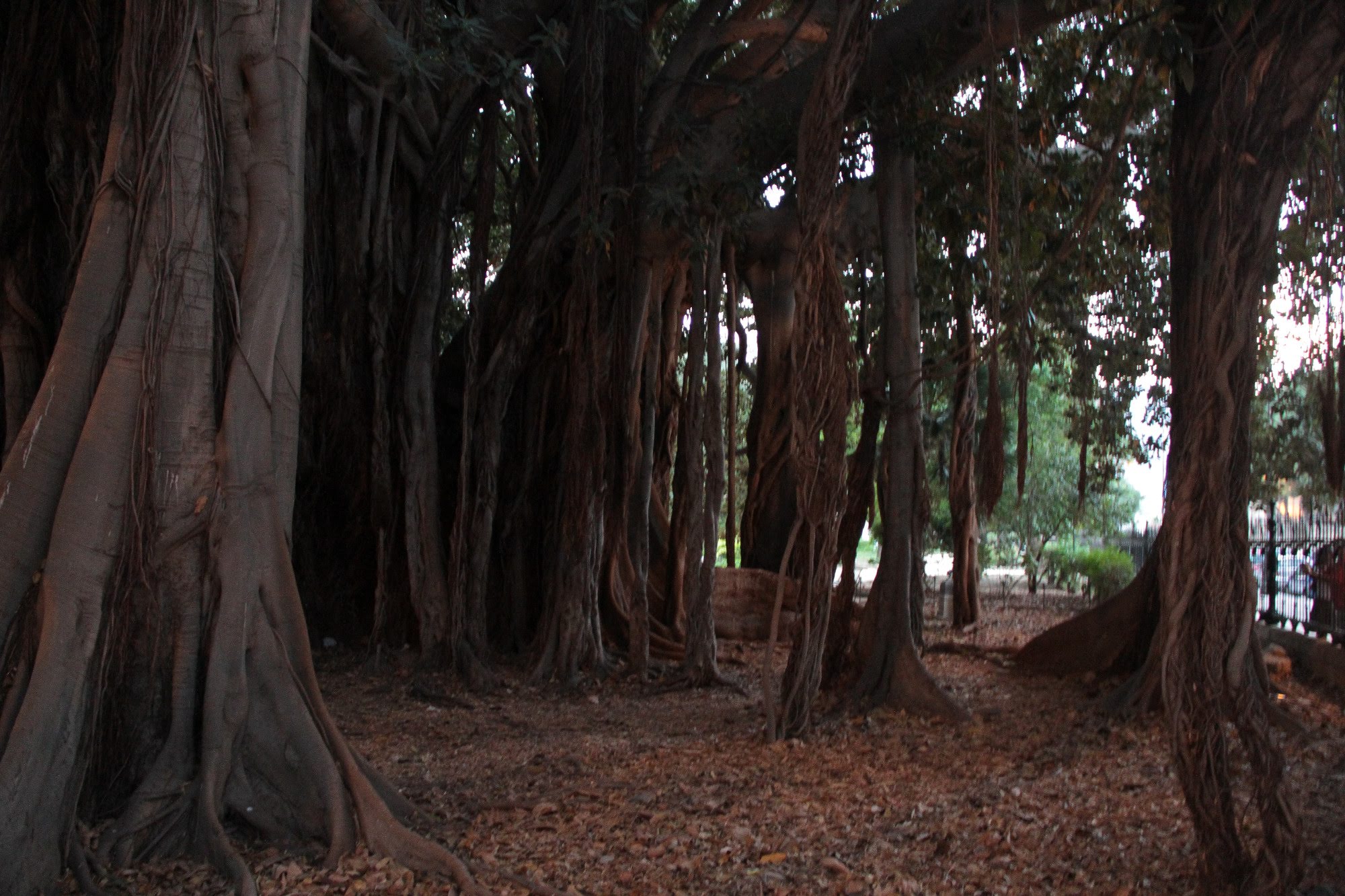 2014sicilia6162jpg 35351338433 o