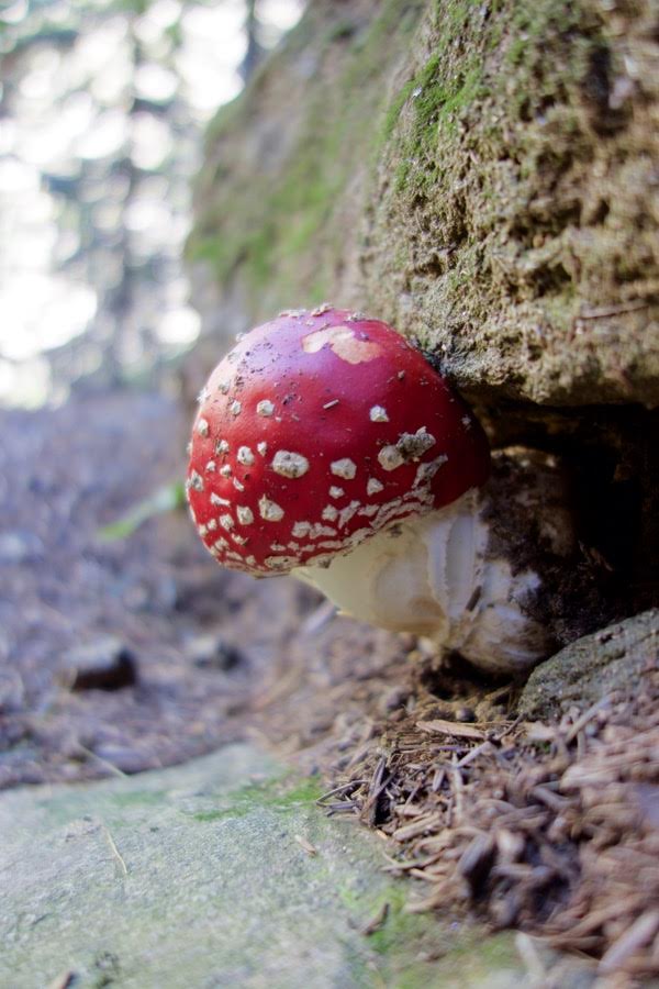 2015uscitaalpina2015 day16607jpg 36023901611 o