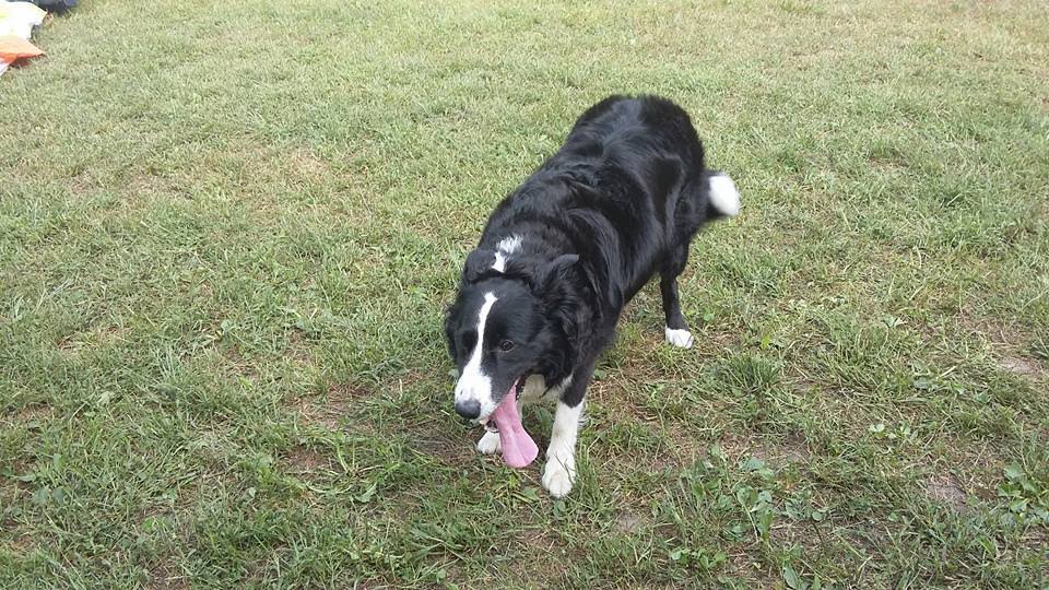 2016testivalleggiametteleali7329jpg 36023457651