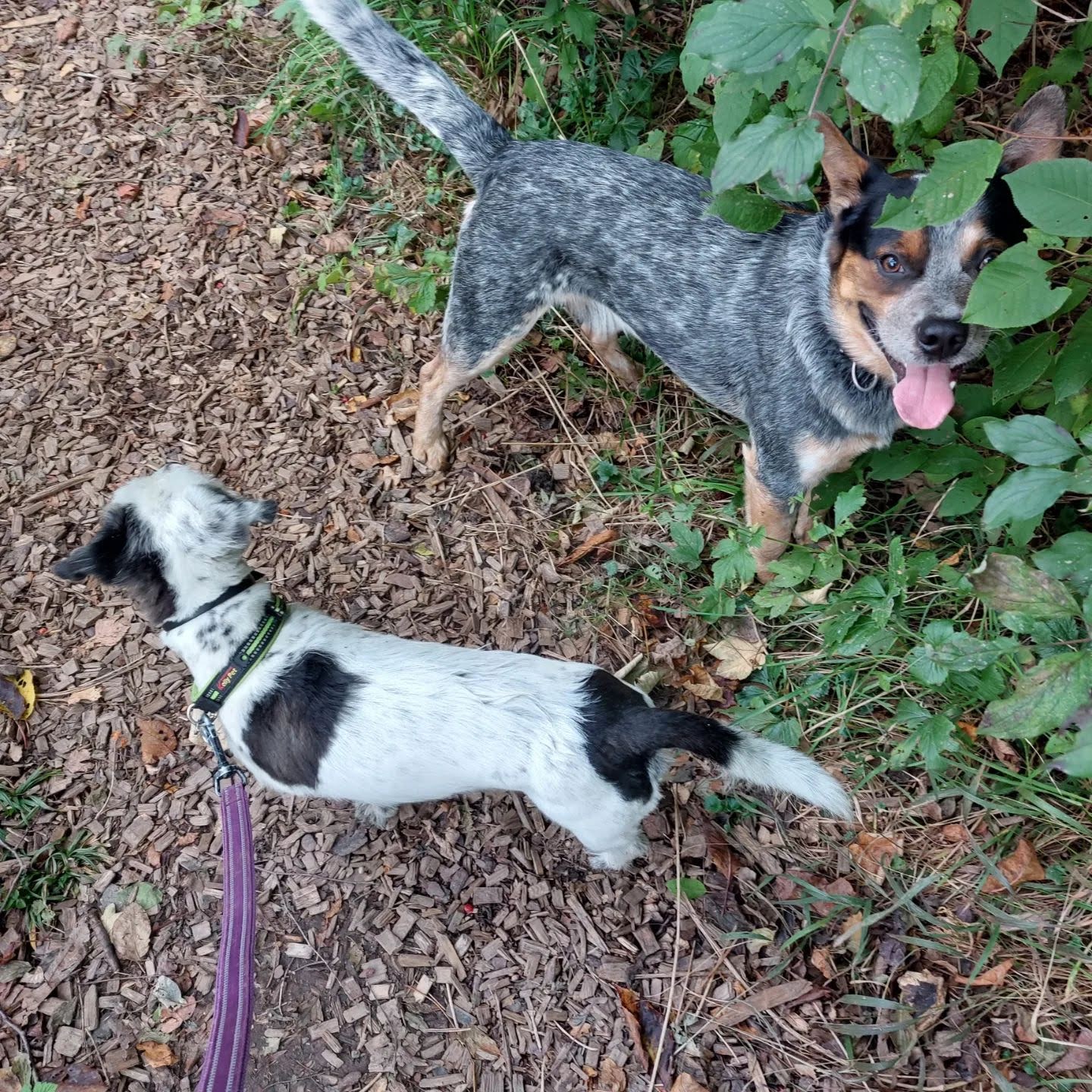 cvlt heidiland 2022 (6)